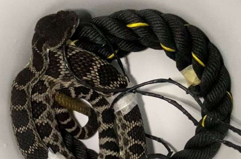 Stressed rattlesnakes found to calm down in the company of a nearby 'friend'