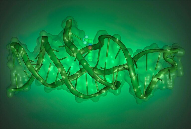 DNA’s Complex Folding Unveils New Functions