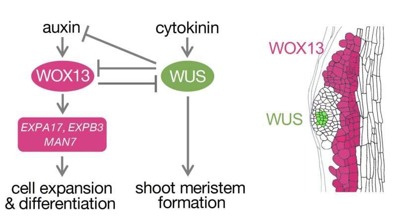 Uncovering secrets of plant regeneration