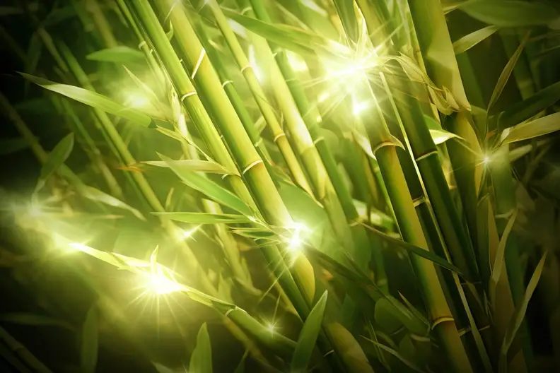 Bamboo Energy