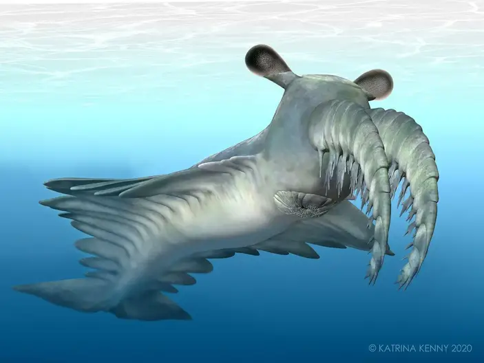 Radiodont Anomalocaris