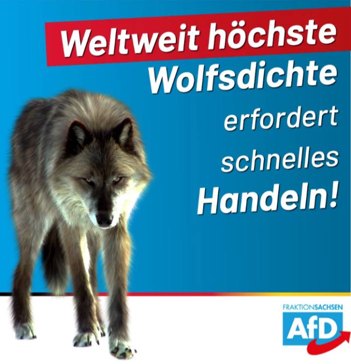 ‘World’s highest wolf density requires quick action!’ reads an AfD poster concerning the rise in the wolf population in Saxony, east Germany 