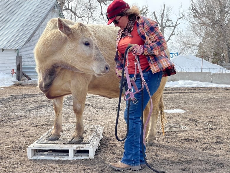 A white cow perches its front legs on a pallet while a woman stands nearby with harness.