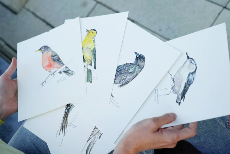 Water colour drawings of birds.