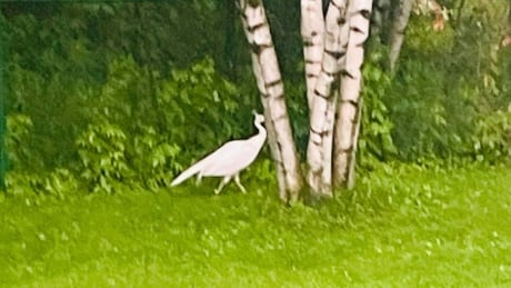 This fugitive white peacock has eluded capture for 8 days