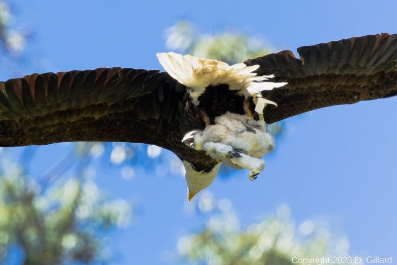 A bald eagle in flight, pictured from below, clutching a screaming, fuzzy white baby bird in its talons. 