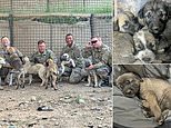 U.S. Army soldiers plan to bring home dog named Meatball and her eight puppies born in Middle East 