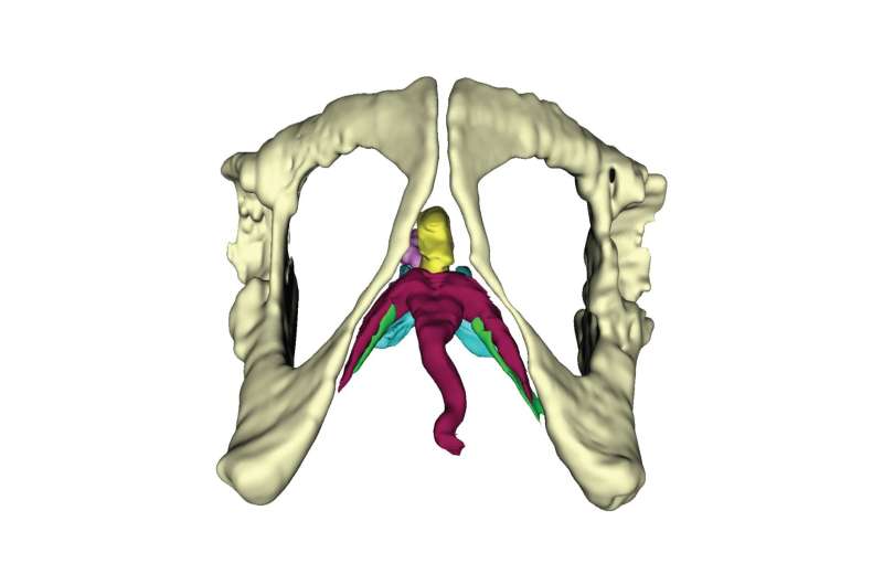 Uncovering the mysteries of the clitoris with advanced imaging techniques