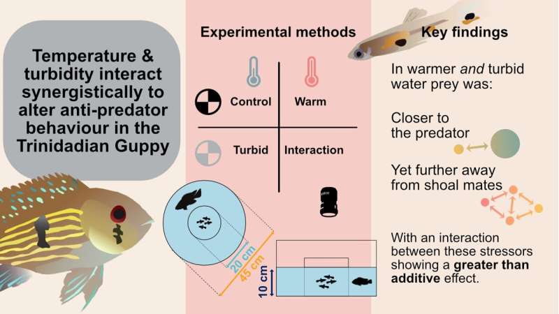 Warmer and murkier waters favour predators of guppies, study finds