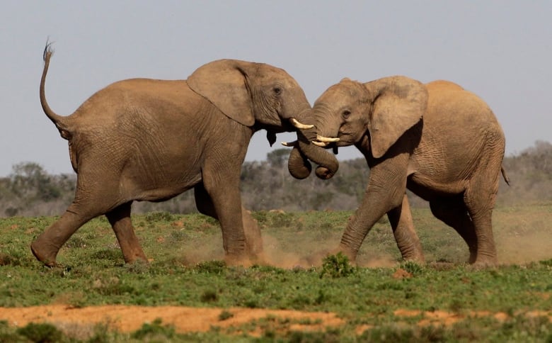 Two grey elephants fight in an open field.