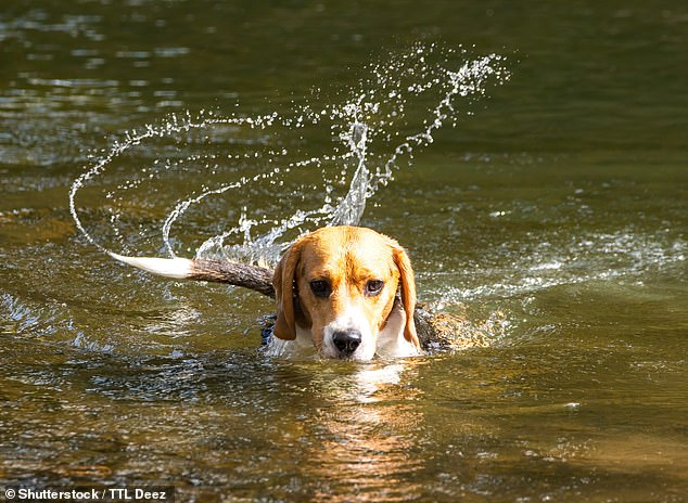 Woman drowns after jumping into a river to see if her dog would save her 