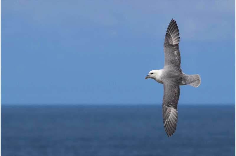 World's most threatened seabirds visit remote plastic pollution hotspots, study finds