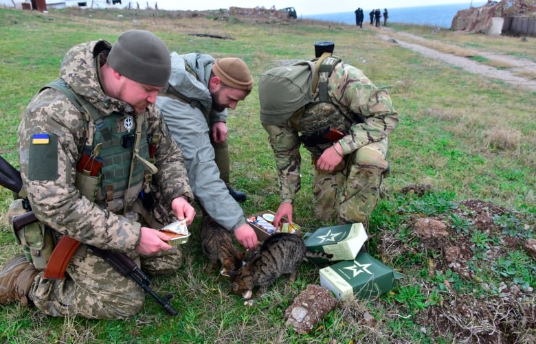 Soldiers feed cats