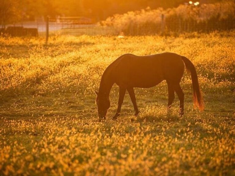 Air polluted with wildfire smoke can harm animals, too