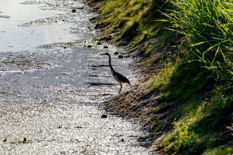 Seven things you should know about blue-green algae