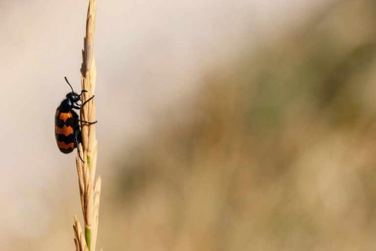 Animals who mate during a heat wave less likely to reproduce successfully, new study shows