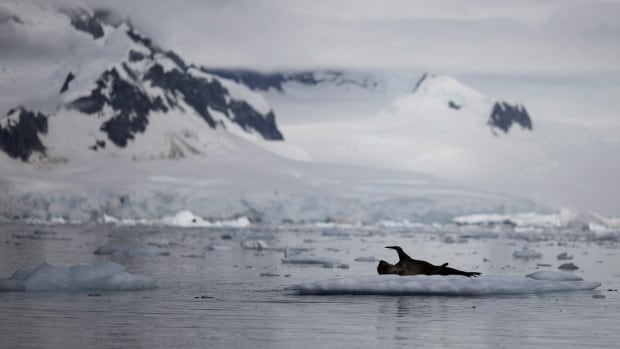 Antarctic ice levels see ‘massive decrease,’ global climate researcher says