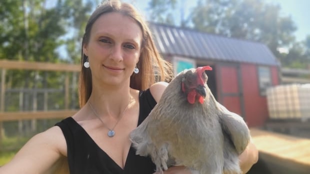 ‘My poor chicken’: Manitoba hen’s ‘ginormous’ egg weighs more than twice as much as average