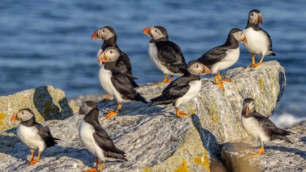 How Newfoundland puffins helped save the bird’s population in Maine