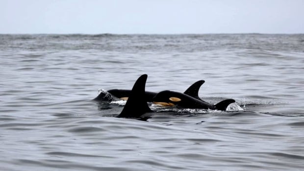 New baby orca spotted with endangered pod off Vancouver Island