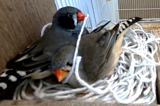 Beak shape can predict nest material use in birds, study finds