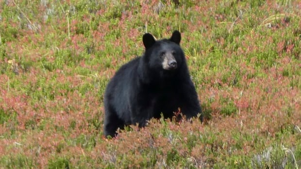 Tree planter airlifted to hospital after bear attack in B.C., conservation service says