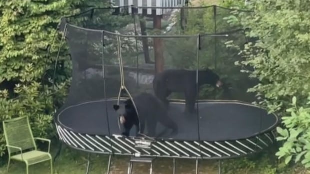 2 bears hit a trampoline near Vancouver — but get the bounce from owner