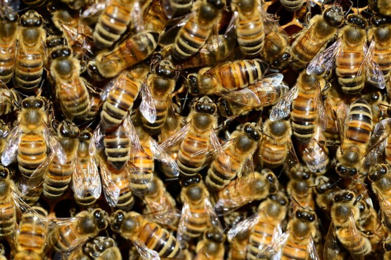 Study finds wild bees emerge from nests a week earlier for every 1°C rise in temperature