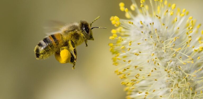 Bees are astonishingly good at making decisions—and our computer model explains how that’s possible