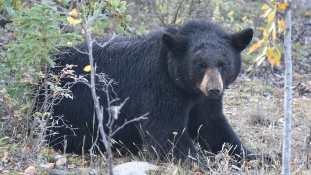 Alberta hiker fined $7,500 for shooting black bear in Jasper National Park