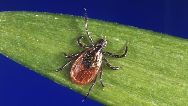 Ontario’s top doctor says rise in tick-borne illnesses linked to climate change