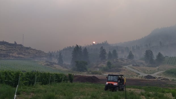 Notes of wildfire? How some B.C. winemakers are grappling with smoke