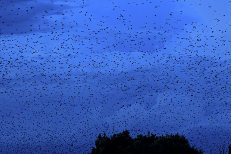 Counting Africa’s largest bat colony with AI