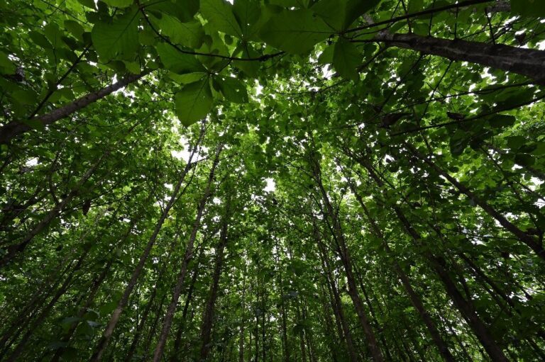 Nestle steps up reforestation project in Ivory Coast