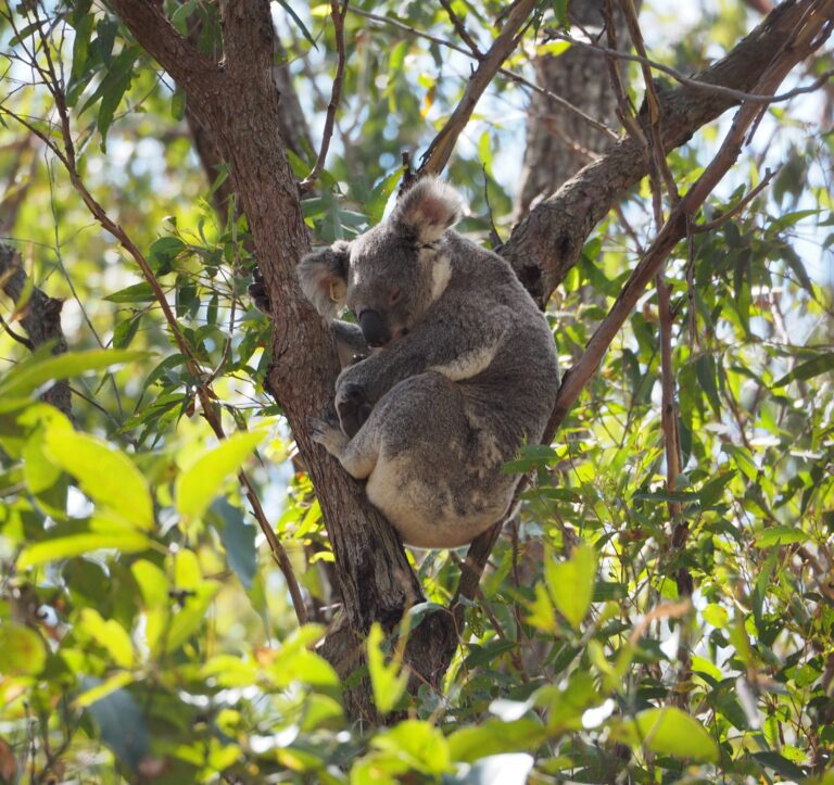 Developer dollars not enough to save species, finds koala study