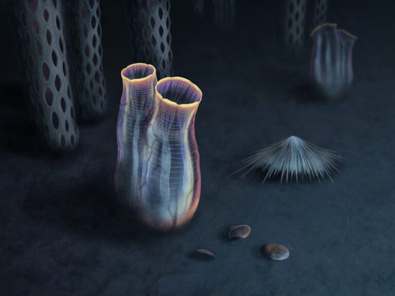 Discovery of 500-million-year-old fossil reveals astonishing secrets of tunicate origins