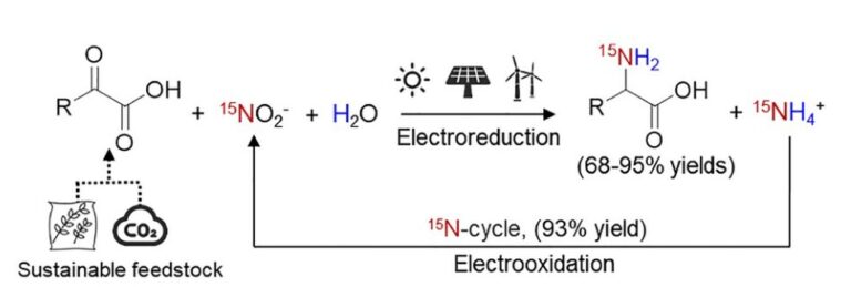 Study offers strategy for green synthesis of 15N-amino acids