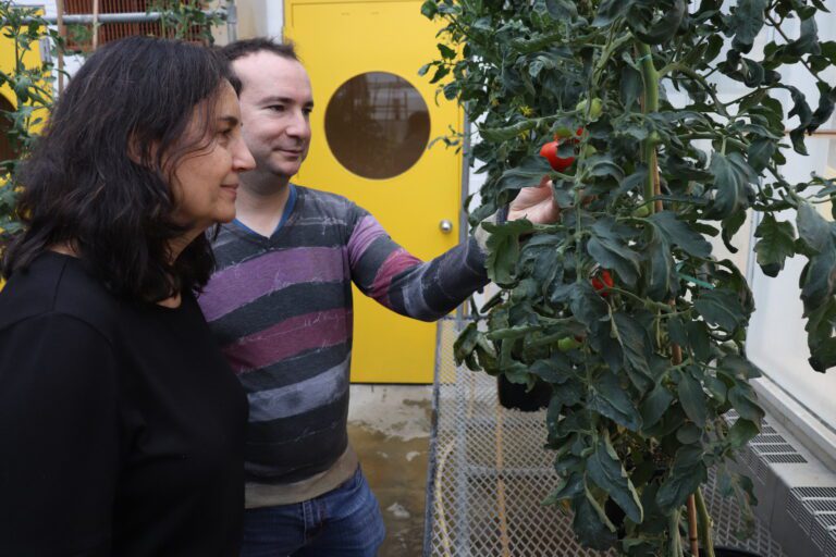 How a unique tomato mutation could transform sustainable agriculture