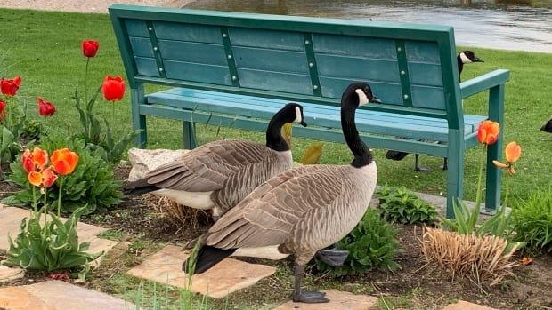 Peachland, B.C., is looking for doggy volunteers to manage growing geese population