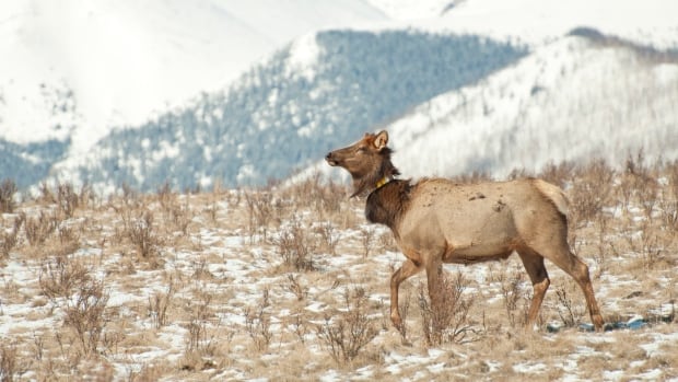 When COVID rules kept humans home, wildlife roamed more freely, international study shows