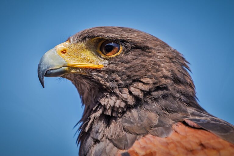 Bay Area birdwatchers mourn the failed rescue of ‘Tuffy,’ the kidnapped baby hawk