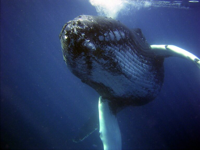 Colombian researchers unveil rare footage of nursing humpback