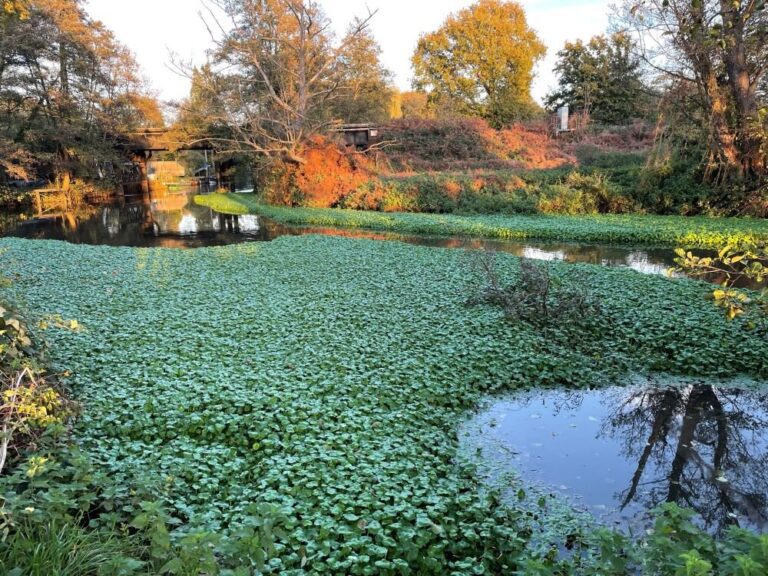 Invasive non-native species cost UK economy an estimated £4bn a year, study reveals