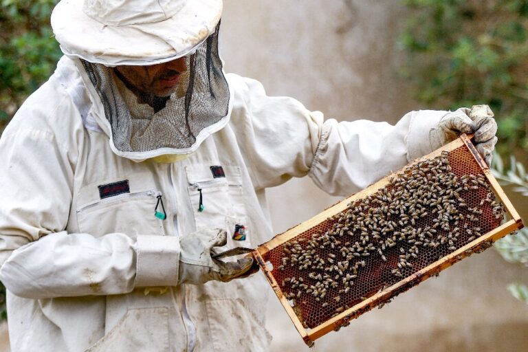 Jordan’s beekeepers busy as honey demand soars