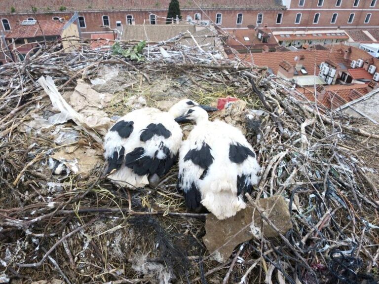 Man-made materials in nests can bring both risks and benefits for birds