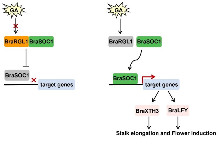 Study explores role of BraRGL1 in regulation of Brassica rapa bolting and flowering