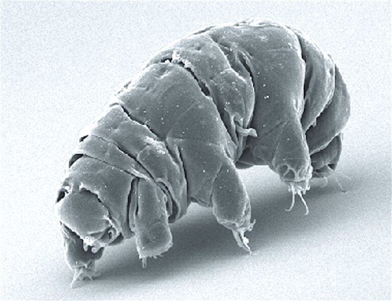 Morphological comparison study helps explain development of unique tardigrade