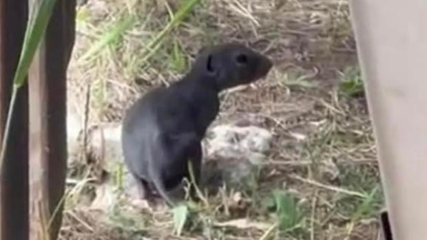 Scientists are going nuts about ‘rare’ naked ground squirrels found near Saskatoon