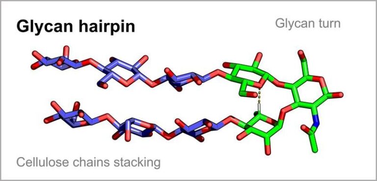 New discovery toward sugar origami