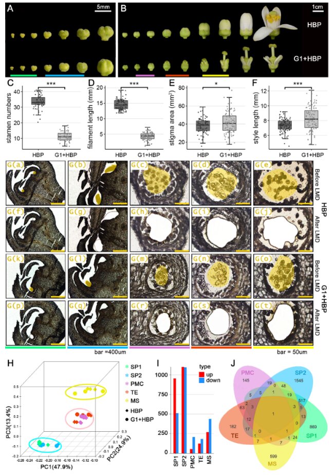 Nucleo-cytoplasmic interaction in seedless cybrid citrus